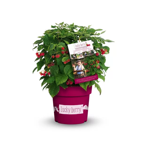 Himbeere 'Lucky Berry'®