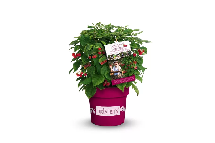 Himbeere 'Lucky Berry'® Topfgröße 4,6 Liter / Höhe 40-50cm