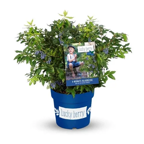 Heidelbeere 'Lucky Berry'®