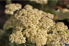 Achillea millefolium 'Sunny Seduction' -R- 9 x 9 cm Topf 0,5 Liter 