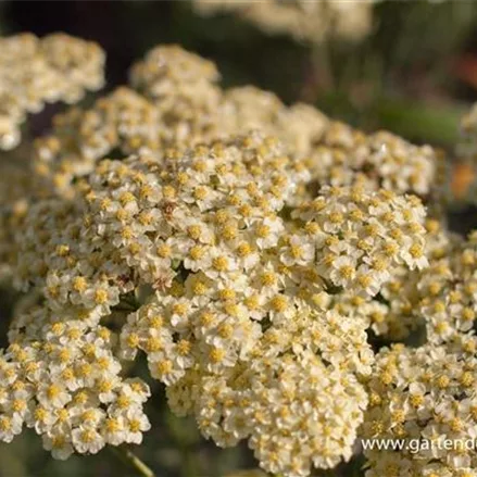 Achillea millefolium 'Sunny Seduction' -R-