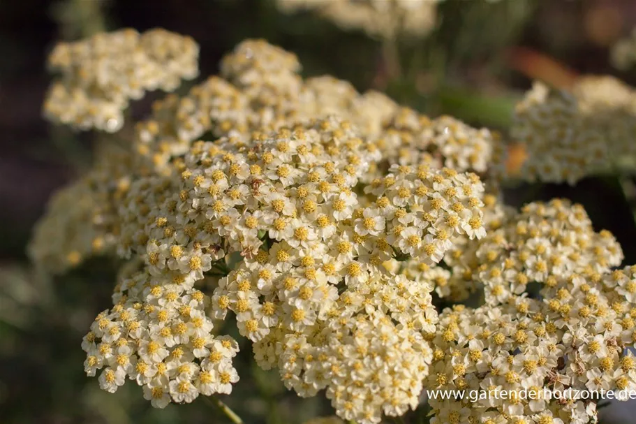 Achillea millefolium 'Sunny Seduction' -R- 9 x 9 cm Topf 0,5 Liter 