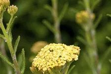 Achillea millefolium 'Sunny Seduction' -R- 9 x 9 cm Topf 0,5 Liter 