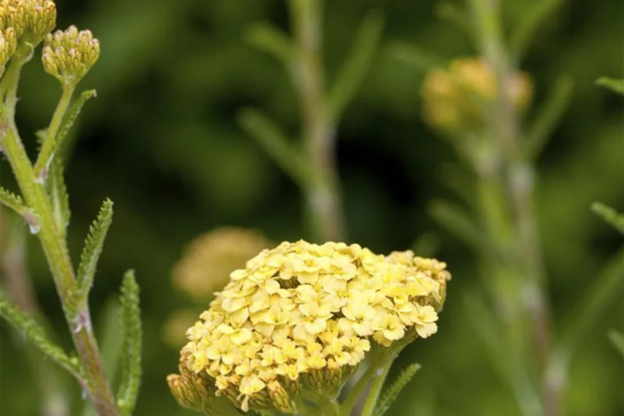 Achillea millefolium 'Sunny Seduction' -R- 9 x 9 cm Topf 0,5 Liter 