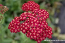 Achillea millefolium 'Red Velvet' 9 x 9 cm Topf 0,5 Liter 