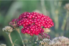 Achillea millefolium 'Red Velvet' 9 x 9 cm Topf 0,5 Liter 