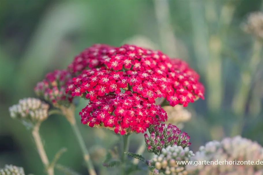 Achillea millefolium 'Red Velvet' 9 x 9 cm Topf 0,5 Liter 