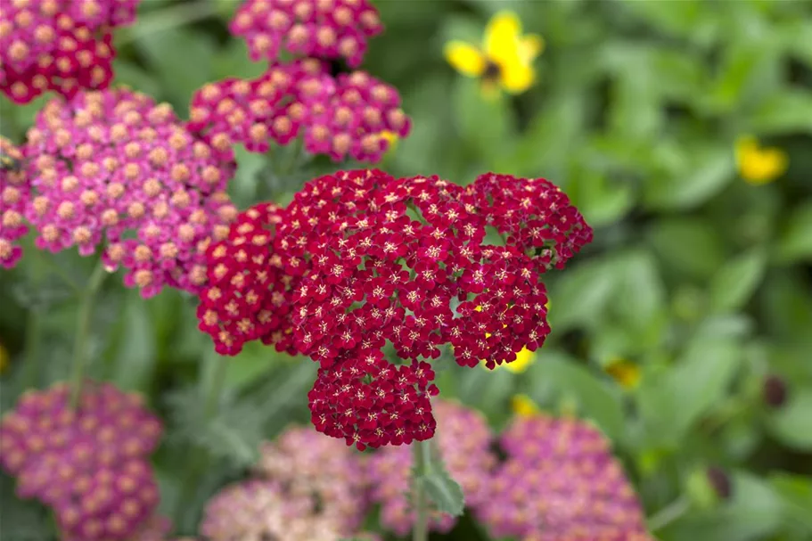 Achillea millefolium 'Red Velvet' 9 x 9 cm Topf 0,5 Liter 