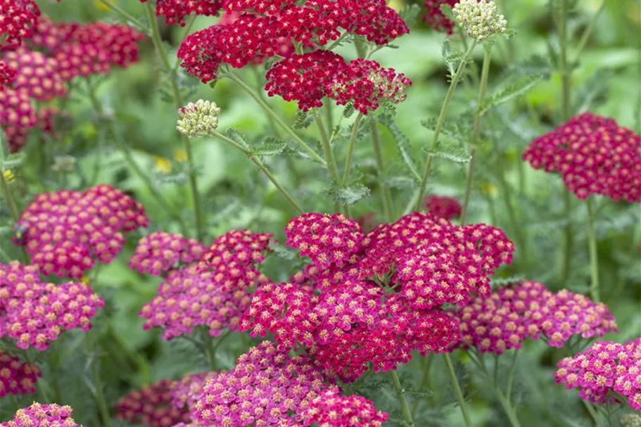 Achillea millefolium 'Red Velvet' 9 x 9 cm Topf 0,5 Liter 