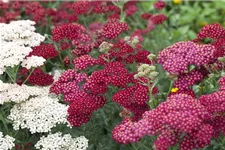 Achillea millefolium 'Red Velvet' 9 x 9 cm Topf 0,5 Liter 