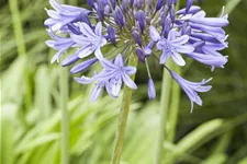 Agapanthus africanus 9 x 9 cm Topf 0,5 Liter 