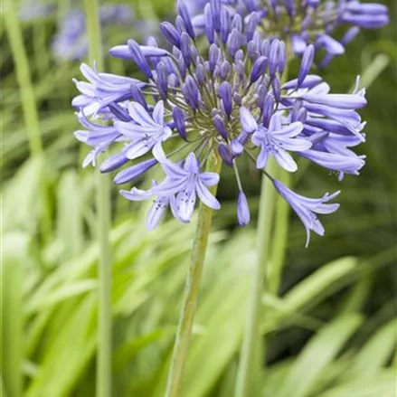 Agapanthus africanus