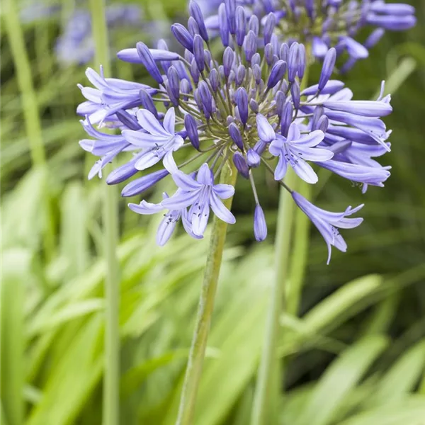 Agapanthus africanus