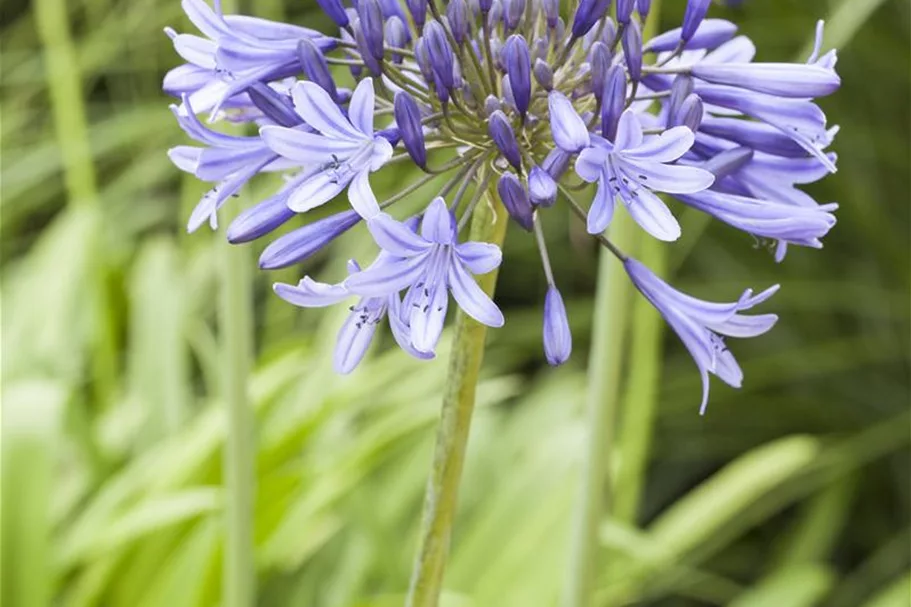 Agapanthus africanus 9 x 9 cm Topf 0,5 Liter 