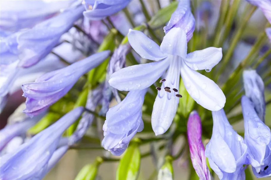 Agapanthus africanus 9 x 9 cm Topf 0,5 Liter 