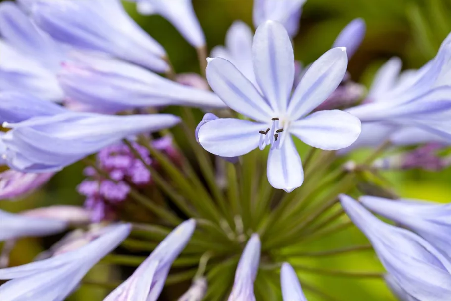 Agapanthus africanus 9 x 9 cm Topf 0,5 Liter 