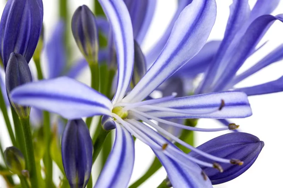 Agapanthus africanus 9 x 9 cm Topf 0,5 Liter 