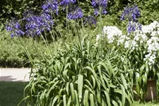 Agapanthus africanus 9 x 9 cm Topf 0,5 Liter 