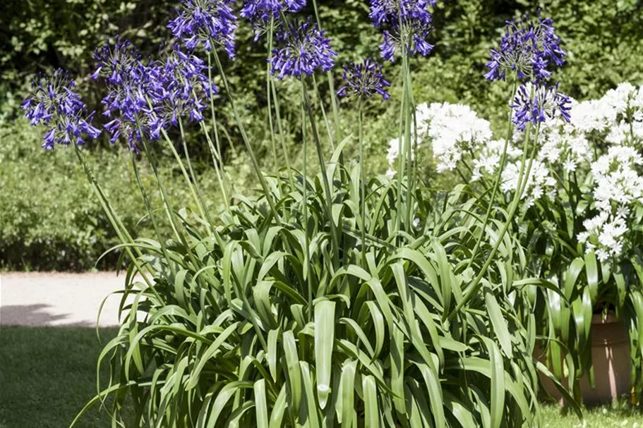 Agapanthus africanus 9 x 9 cm Topf 0,5 Liter 