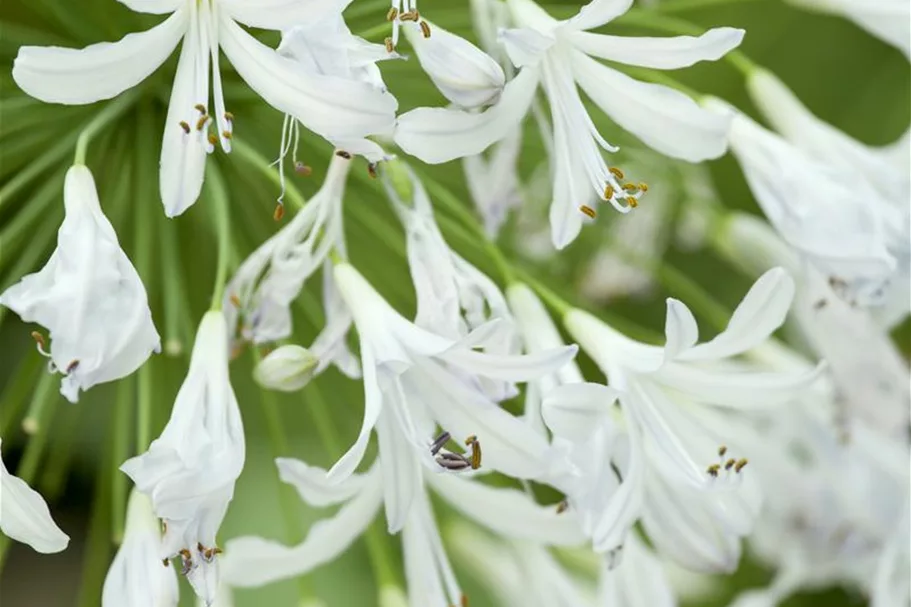 Agapanthus africanus 9 x 9 cm Topf 0,5 Liter 