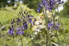 Agapanthus africanus 9 x 9 cm Topf 0,5 Liter 