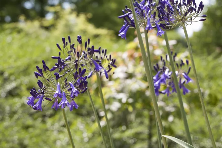 Agapanthus africanus 9 x 9 cm Topf 0,5 Liter 