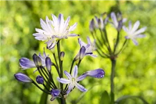 Agapanthus africanus 9 x 9 cm Topf 0,5 Liter 