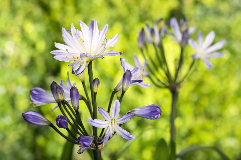 Agapanthus africanus 9 x 9 cm Topf 0,5 Liter 