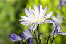 Agapanthus africanus 9 x 9 cm Topf 0,5 Liter 