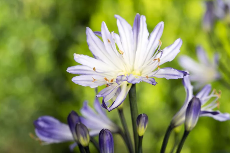 Agapanthus africanus 9 x 9 cm Topf 0,5 Liter 