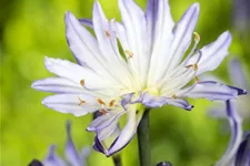 Agapanthus africanus 9 x 9 cm Topf 0,5 Liter 