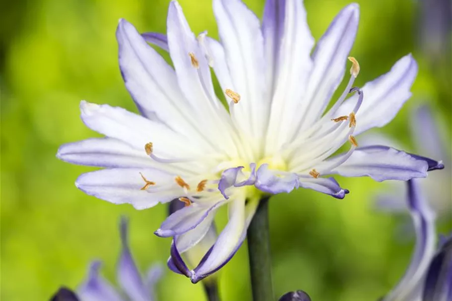 Agapanthus africanus 9 x 9 cm Topf 0,5 Liter 