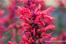 Agastache Kudos-Serie 'Coral'® 3 Liter Topf