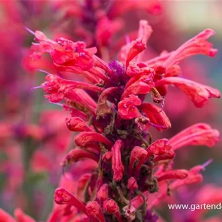 Agastache Kudos-Serie 'Coral'®