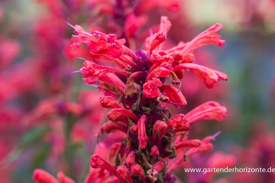 Agastache Kudos-Serie 'Coral'® 3 Liter Topf