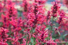 Agastache Kudos-Serie 'Coral'® 3 Liter Topf