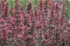 Agastache Kudos-Serie 'Coral'® 3 Liter Topf