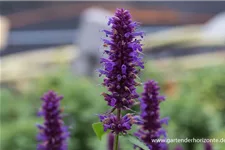 Agastache rugosa 'Blue Boa' 3 Liter Topf