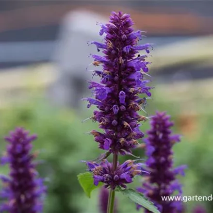 Agastache rugosa 'Blue Boa'