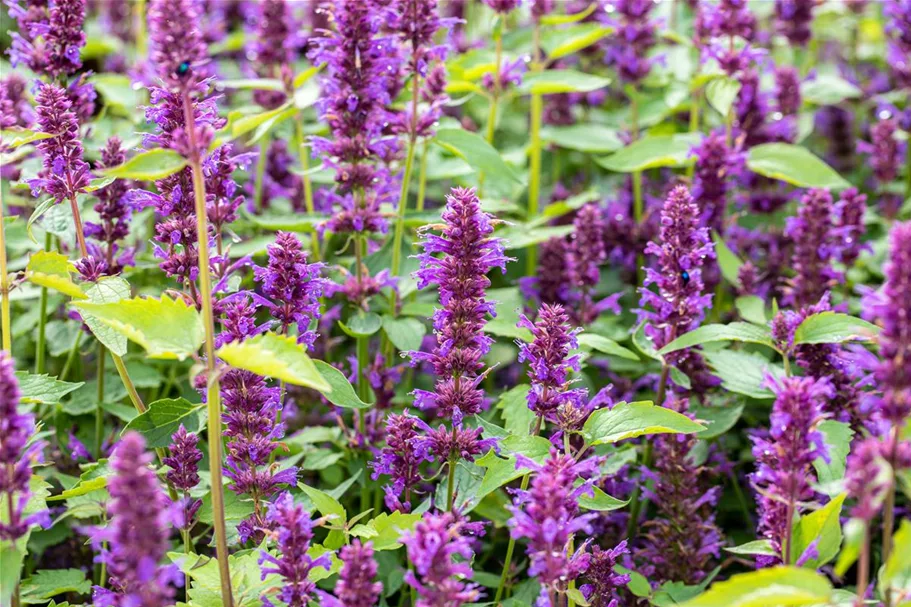 Agastache rugosa 'Blue Boa' 3 Liter Topf