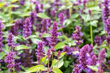 Agastache rugosa 'Blue Boa' 3 Liter Topf