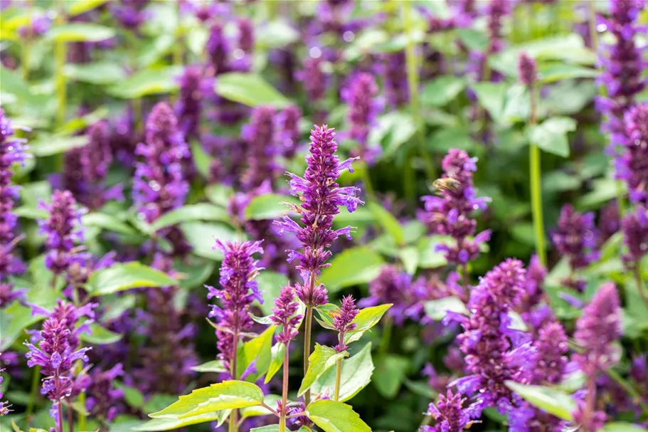 Agastache rugosa 'Blue Boa' 3 Liter Topf