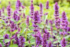 Agastache rugosa 'Blue Boa' 3 Liter Topf