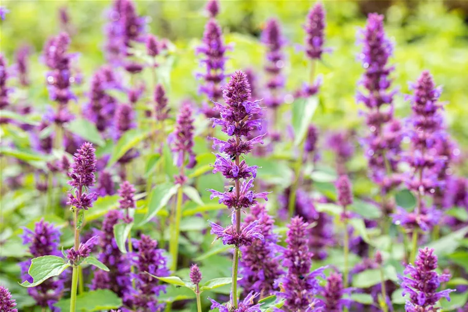 Agastache rugosa 'Blue Boa' 3 Liter Topf