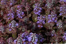 Ajuga reptans 'Atropurpurea' 9 x 9 cm Topf 0,5 Liter