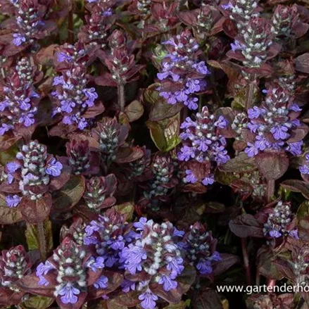 Ajuga reptans 'Atropurpurea'