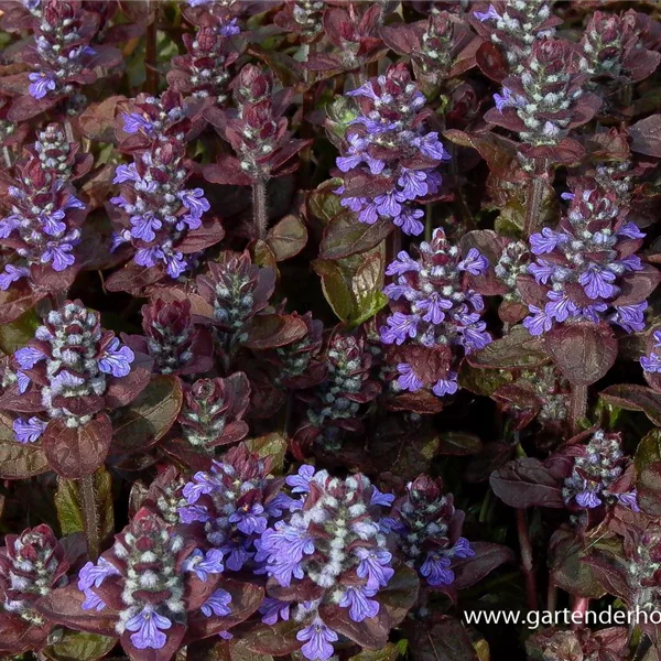 Ajuga reptans 'Atropurpurea'