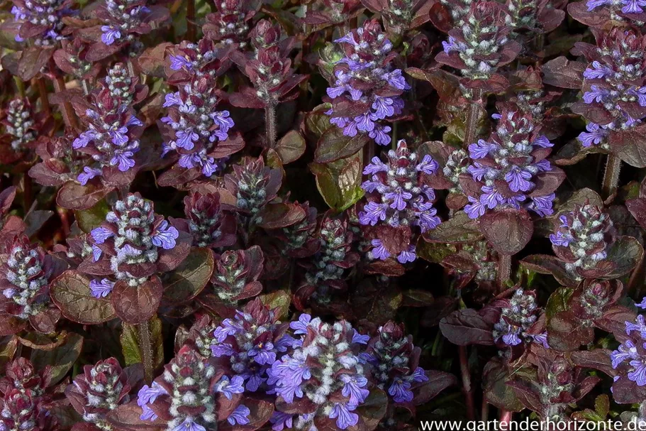 Ajuga reptans 'Atropurpurea' 9 x 9 cm Topf 0,5 Liter