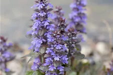 Ajuga reptans 'Atropurpurea' 9 x 9 cm Topf 0,5 Liter