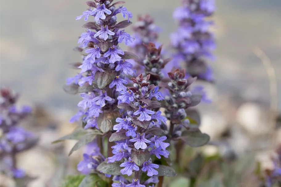 Ajuga reptans 'Atropurpurea' 9 x 9 cm Topf 0,5 Liter